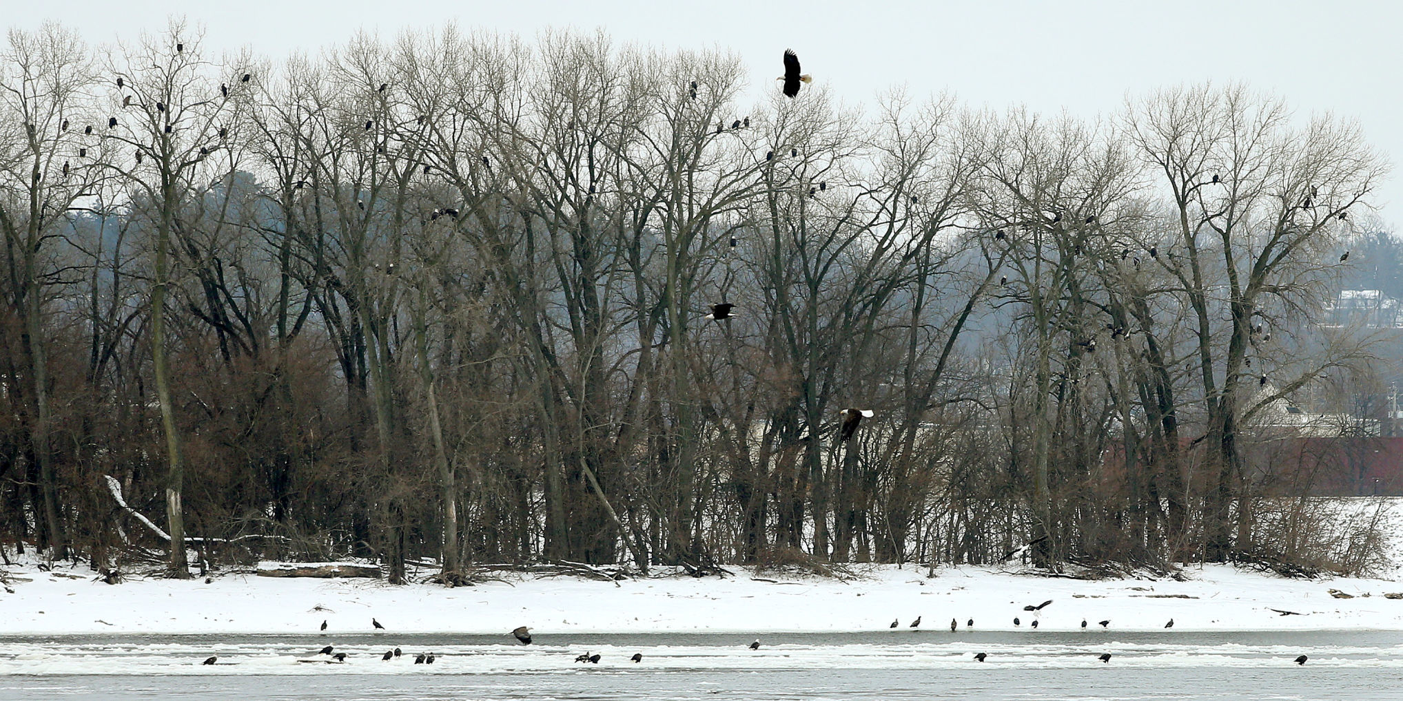 010718-Bald-Eagle-Days-007